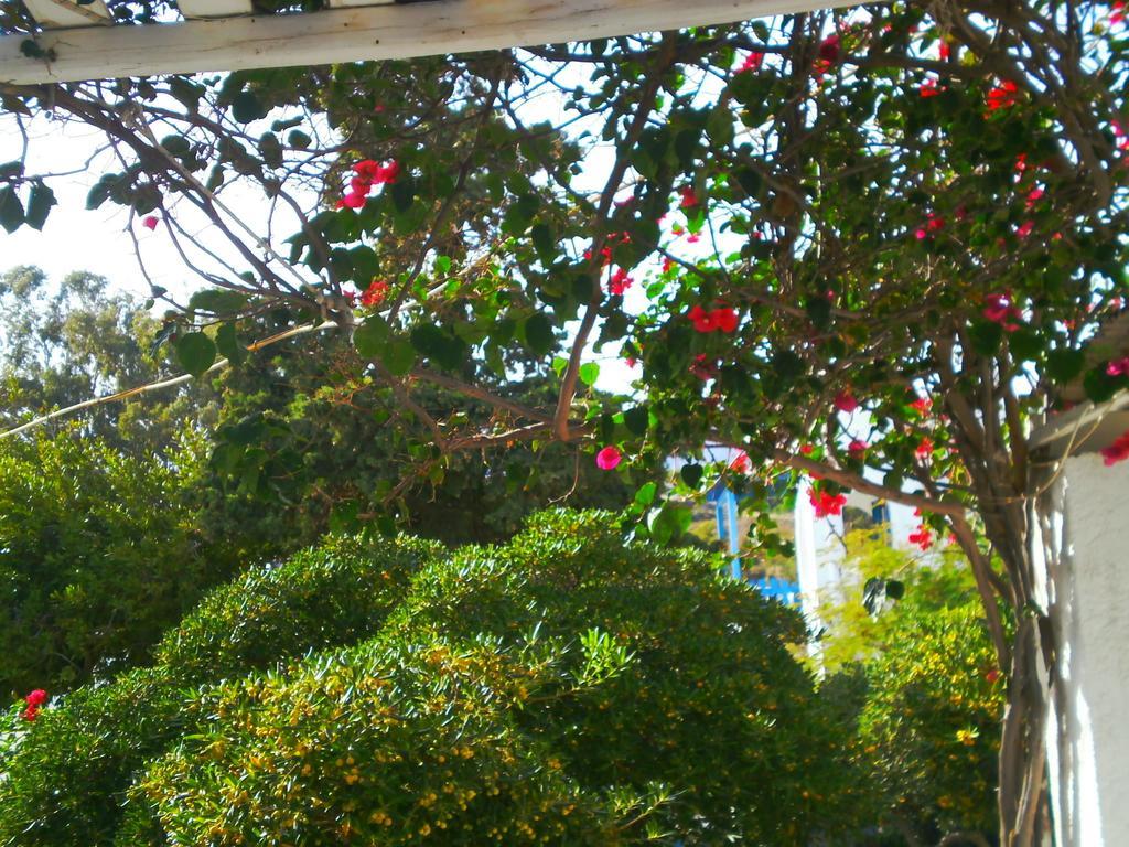 Paros Rita Studios Piso Livadi Exterior photo